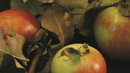 Le mele friulane che rischiavamo di perdere: le varietà autoctone del Friuli Venezia Giulia