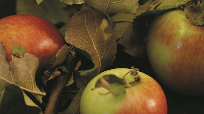 Le mele friulane che rischiavamo di perdere: le varietà autoctone del Friuli Venezia Giulia