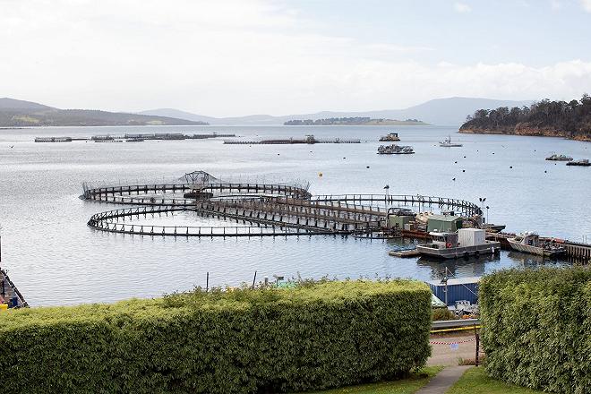 allevamenti di salmone della Tasmania