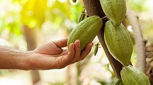 Mars studia nuovi cloni di cacao per combattere la crisi