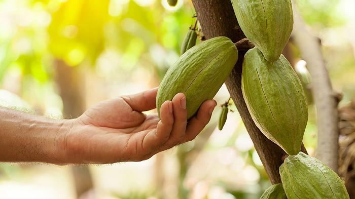 Mars studia nuovi cloni di cacao per combattere la crisi