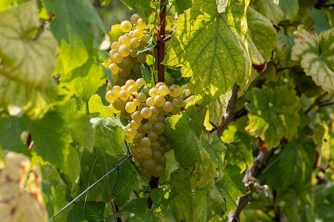champagne-uva-grappolo