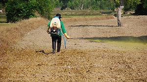 Quasi la metà dei contadini del mondo è avvelenata dai pesticidi