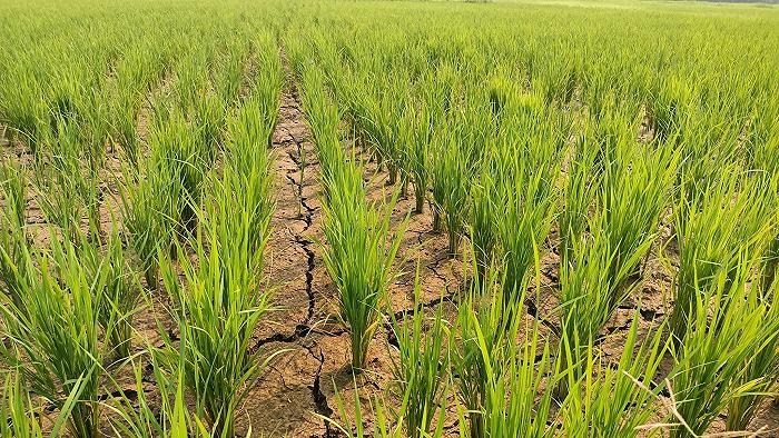 Come El Niño sta cambiando la ristorazione