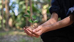Il mondo ha perso 489 milioni di ettari di foreste: ora recuperarli è anche un enorme affare