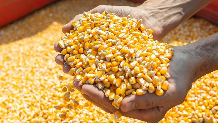 In Europa c’è sempre meno mais, e dovrà pensarci l’Argentina