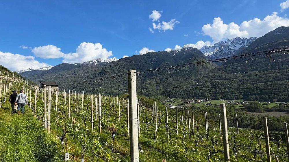 La Valtellina vuole portare il vino fino a 1.000 metri, e non solo per il clima