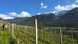 La Valtellina vuole portare il vino fino a 1.000 metri, e non solo per il clima