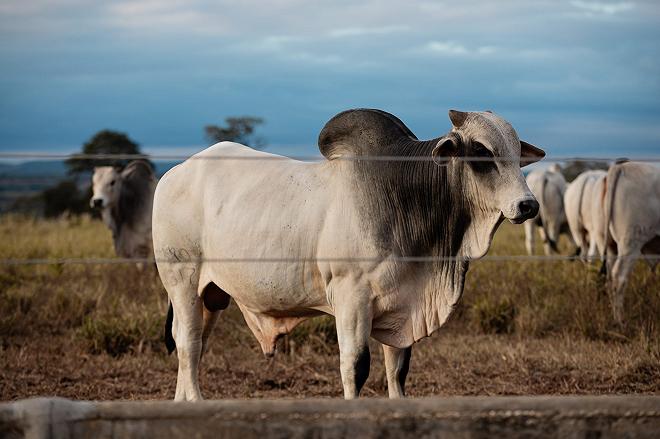 zebu allevato