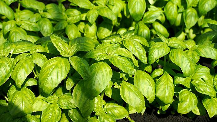 Il basilico può essere un antidepressivo?