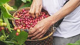 Lavazza rompe il tabù del caffè Specialty e punta su una robusta premium