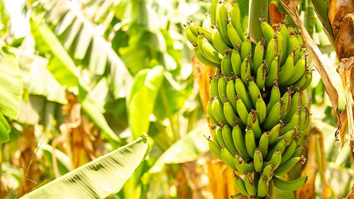 La banana che conosciamo sta rischiando l’estinzione