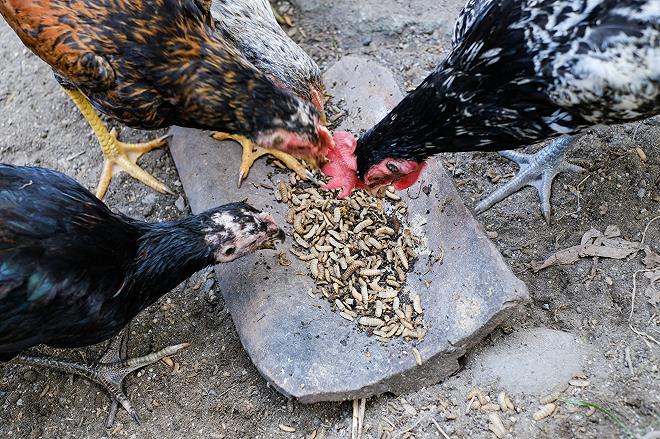 galline che mangiano larve