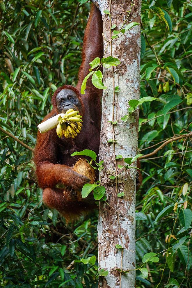 orango banane