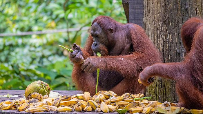 Gli orango preferiscono il cibo che ricorda i momenti belli passati con gli amici