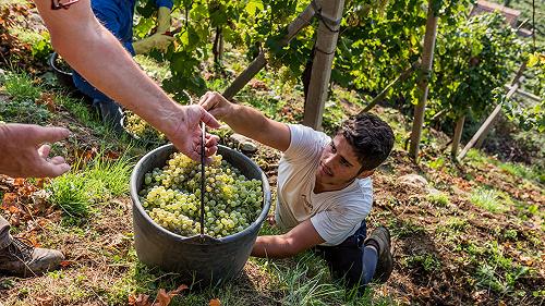 Se territori diversi fanno squadra: la sostenibilità unisce Prosecco Superiore, Barbera d’Asti Docg e Roccaverano