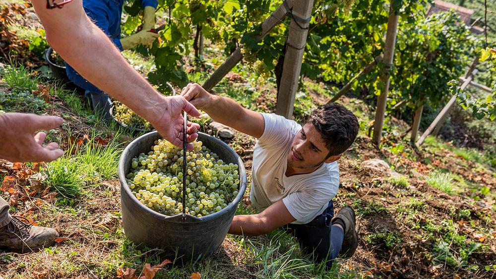 Se territori diversi fanno squadra: la sostenibilità unisce Prosecco Superiore, Barbera d’Asti Docg e Roccaverano