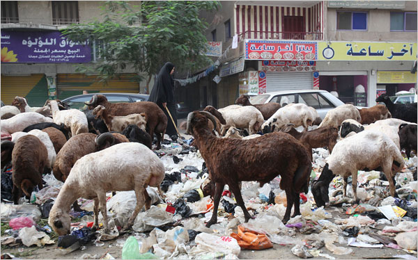 Le strade del Cairo invase di rifiuti organici ignorati dalle capre 