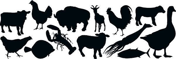 Animali