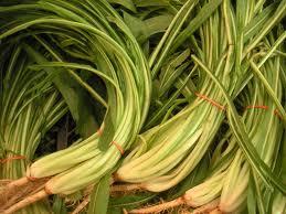 Puntarelle