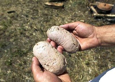 Testicoli di maiale
