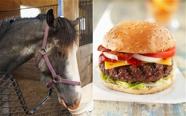 Hippocalisse: tra frodi e tabù alimentari mangiamo cavallo convinti che sia manzo