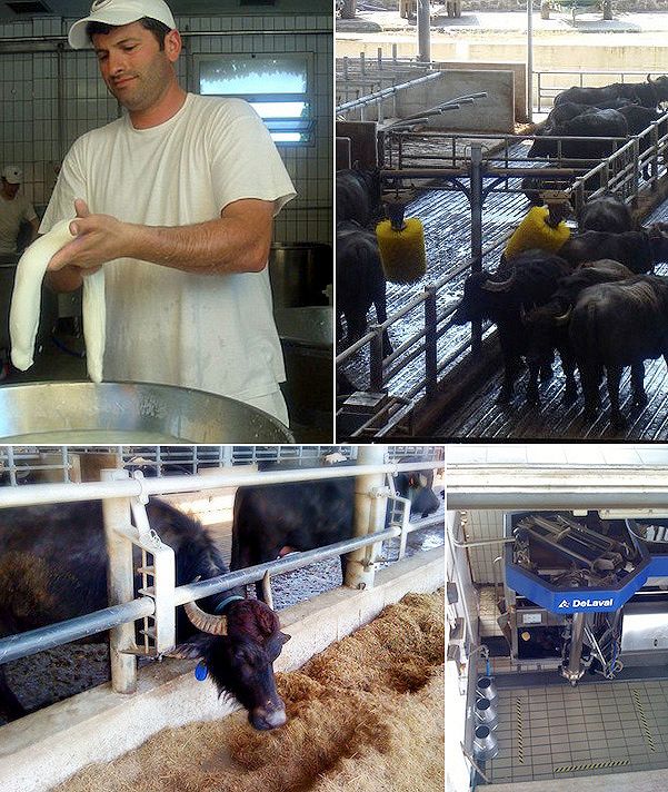 Caseificio Vannulo vannulo, mozzarella bufala, massaggio bufale, mungitura
