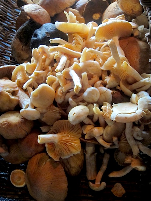 I funghi raccolti per Cook it raw