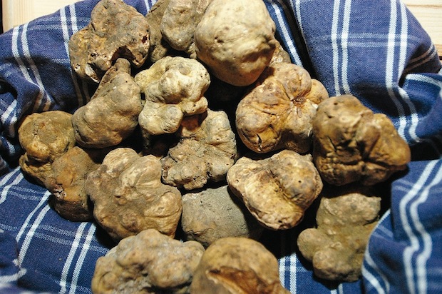 Tartufi
