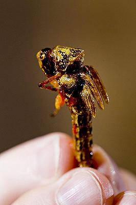 Una locusta