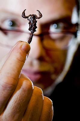 Uno scorpione ricoperto di cioccolato