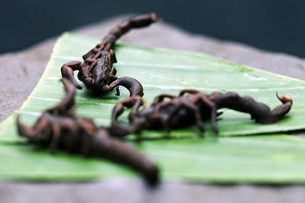 Scorpioni ricoperti di cioccolato