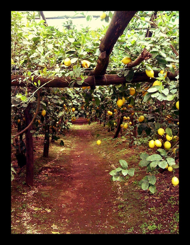 La limonaia de Le Peracciole