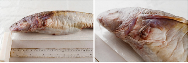I danni che il petrolio provoca al pesce