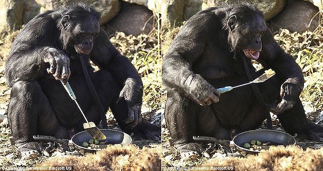 Kanzi cucina e mangia