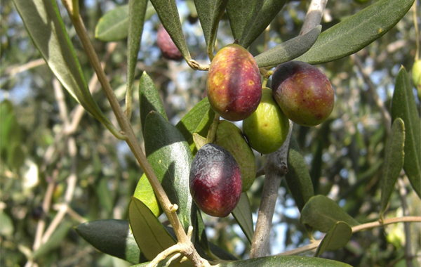 oliva taggiasca