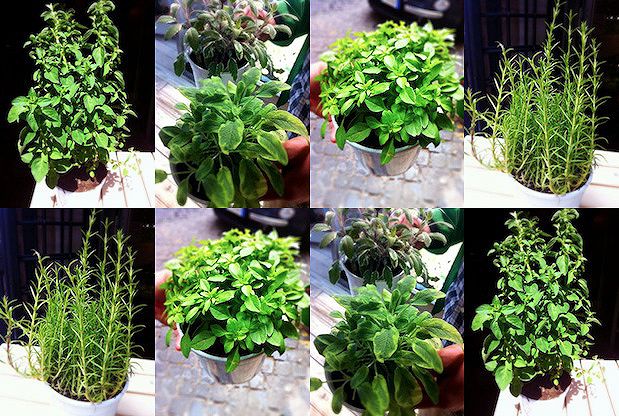 Piante aromatiche