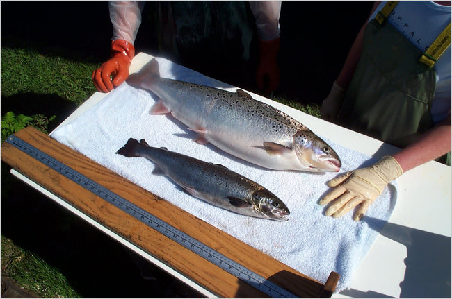 Un salmone tradizionale e il salmone Ogiemme della Aquabounty Technologies