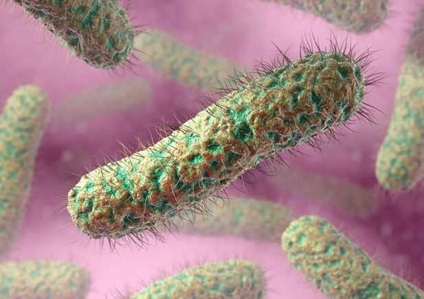 Un'altra rappresentazione dell'E.coli