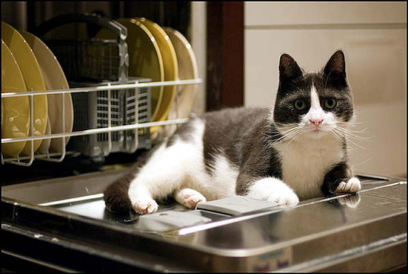 Il gatto nella lavastoviglie