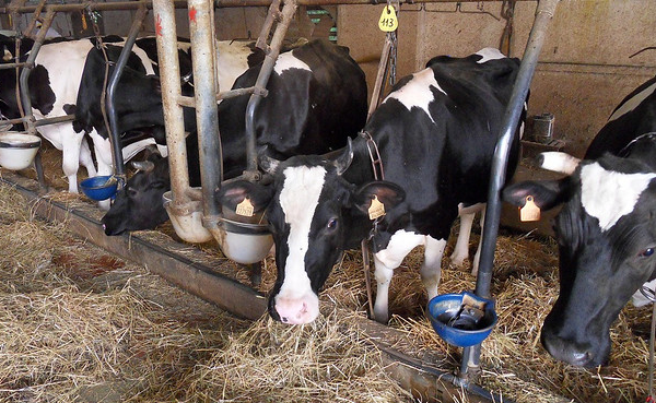 Allevamento: l’UE approva un mangime per mucche che riduce le emissioni di metano