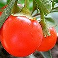 Bacche e piccoli frutti