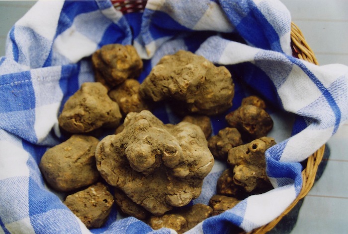 Immagini dall'Asta del tartufo bianco di Alba