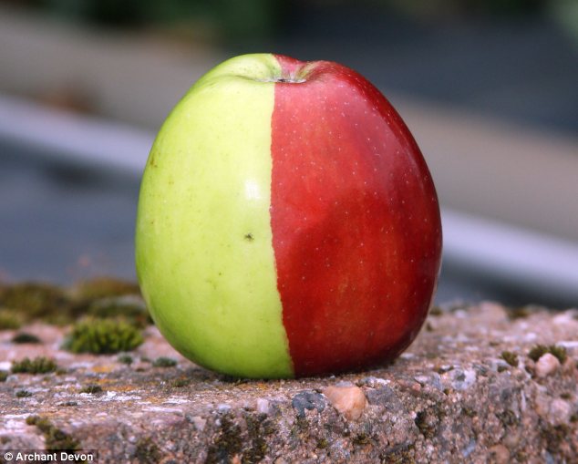 La mela trovata da Ken Morrish