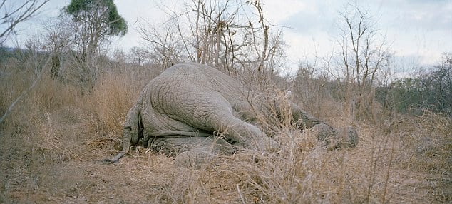 Un elefante giace senza vita nella savana del Gonarezhou National Park in Zimbabwe