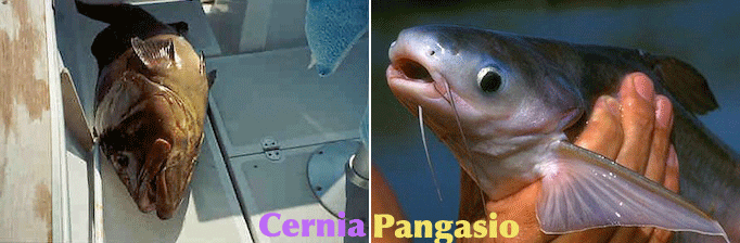 Il pangasio spacciato per cernia