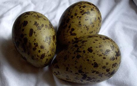 Il guscio grigio-verde delle uova di gabbiano