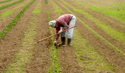 Caldo africano: produzioni agricole e d’allevamento italiane in ginocchio