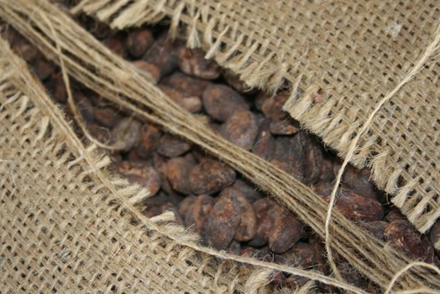 Fave di cacao Criollo