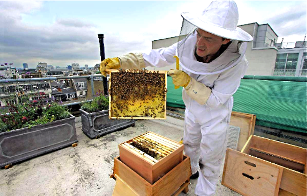 Fare miele sul tetto: anche a Torino i fanatici dell’Urbees